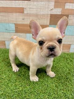 ワンニャンハウス ディオワールド 草津店のフレンチ・ブルドッグの詳細