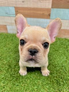 ワンニャンハウス ディオワールド 草津店のフレンチ・ブルドッグの詳細