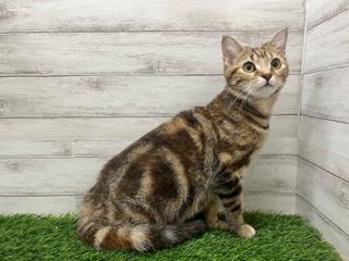 animal_image