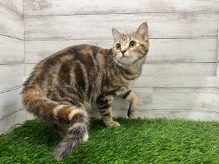 animal_image