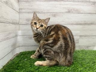 animal_image