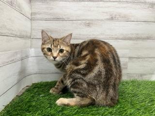 animal_image