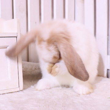 animal_image