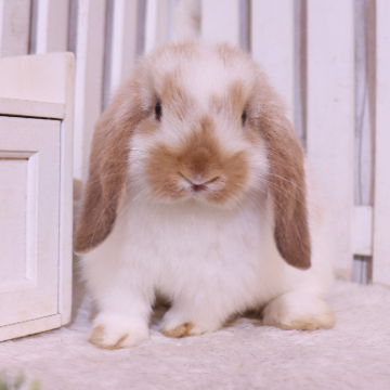 animal_image