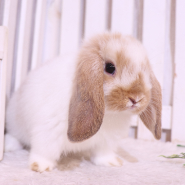 animal_image