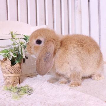 animal_image