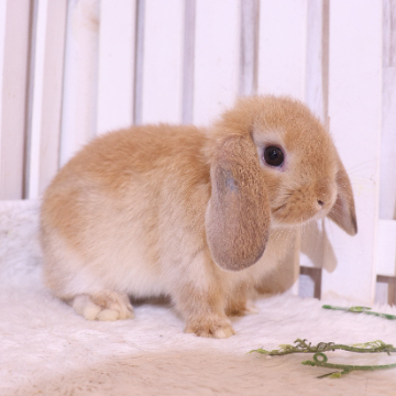 animal_image