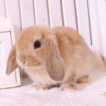 animal_image