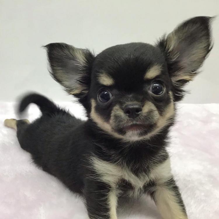 animal_image