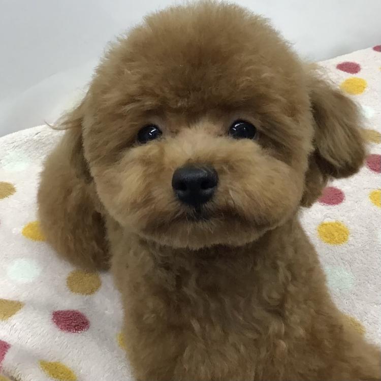 animal_image