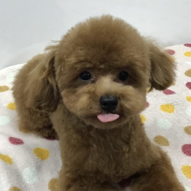 animal_image