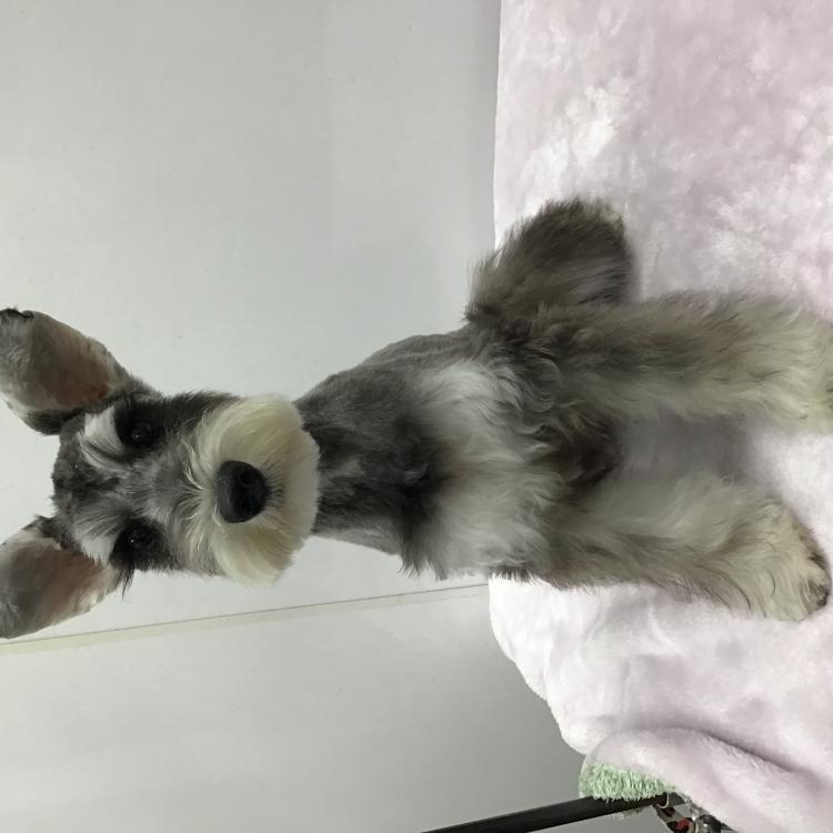 animal_image