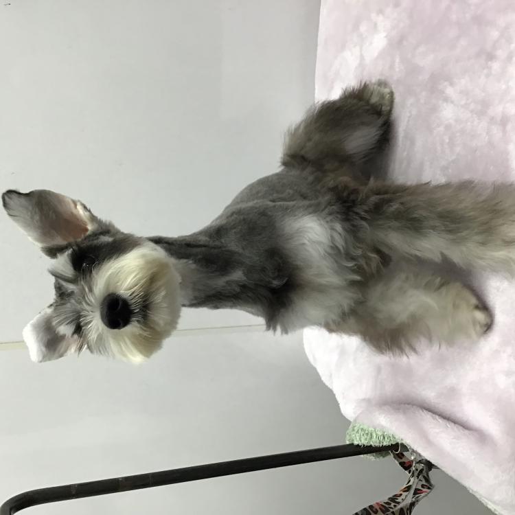 animal_image