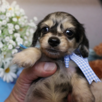 animal_image
