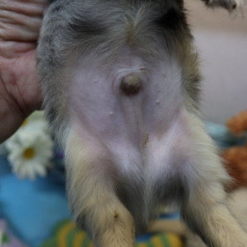 animal_image