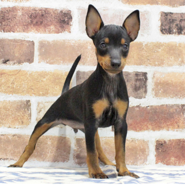 ペットコミュニティプラザ 岡崎本部店のトイ・マンチェスター