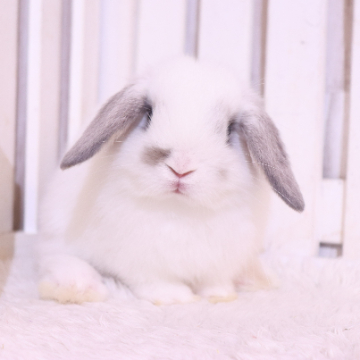 animal_image