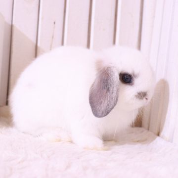 animal_image