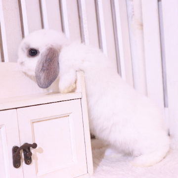 animal_image