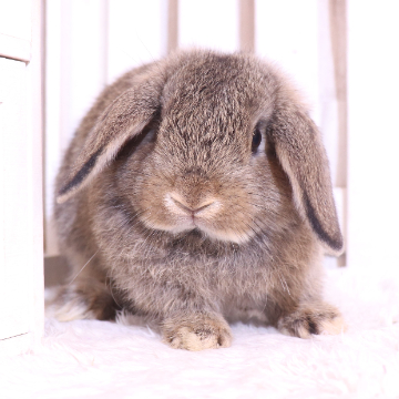 animal_image