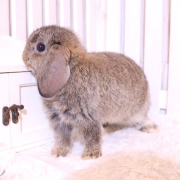 animal_image