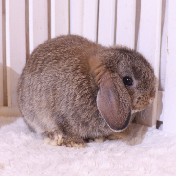 animal_image