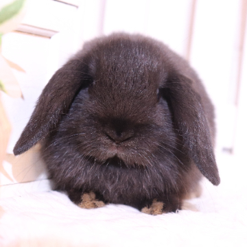 animal_image
