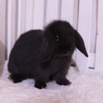 animal_image
