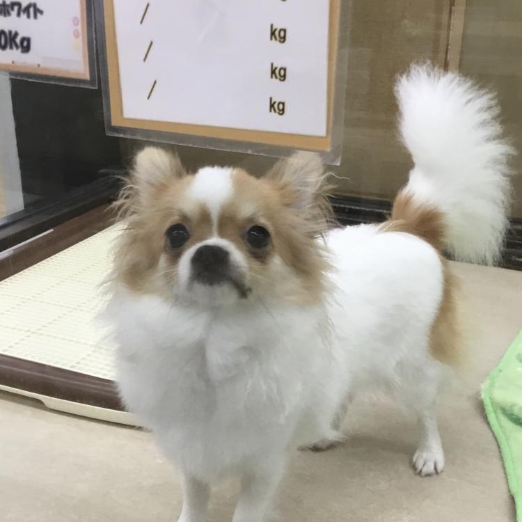 animal_image
