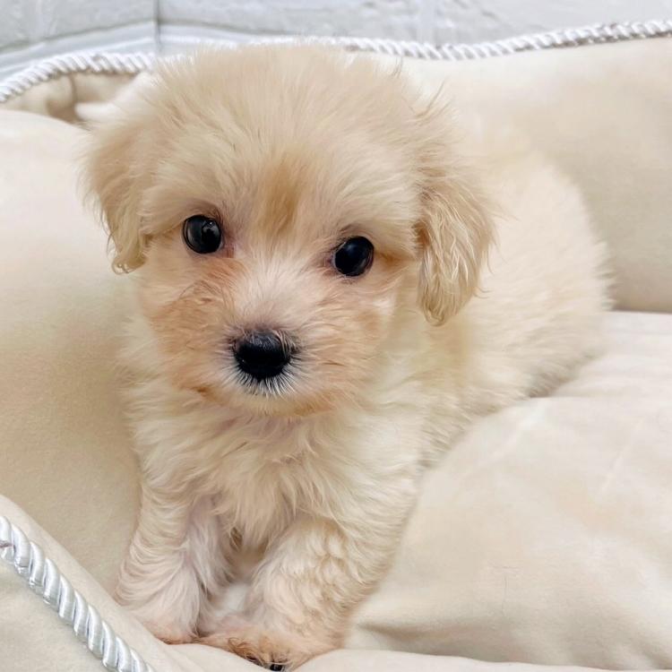 animal_image