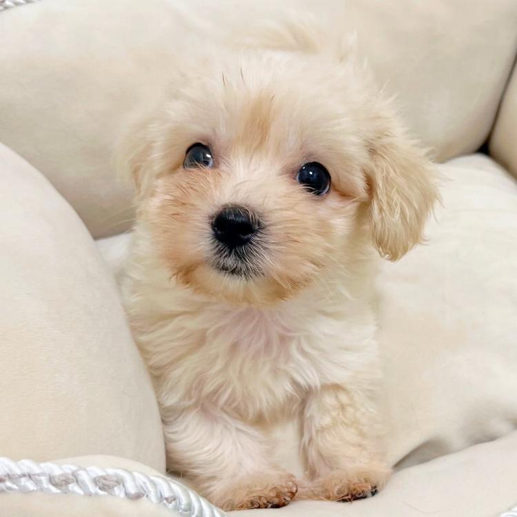 animal_image