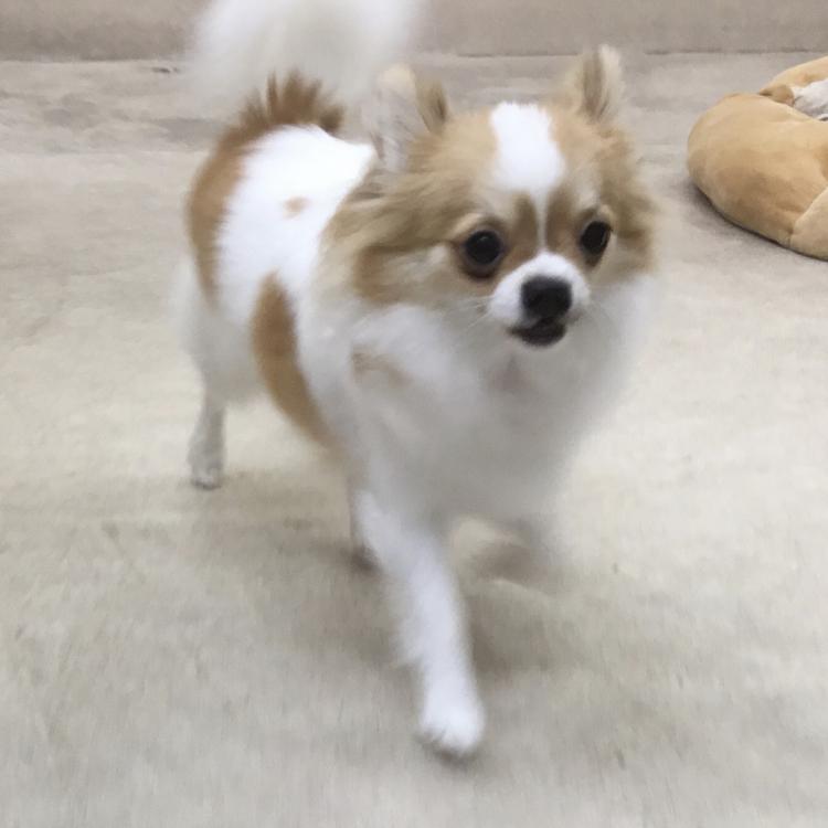 animal_image