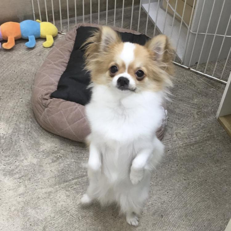 animal_image