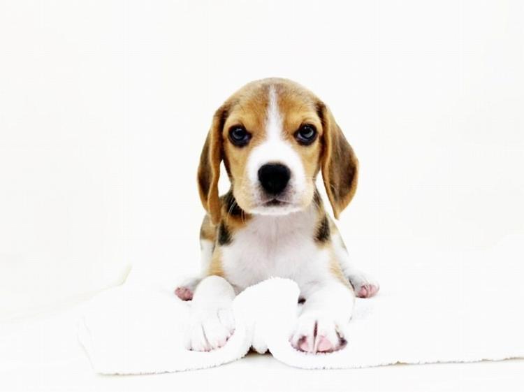 animal_image