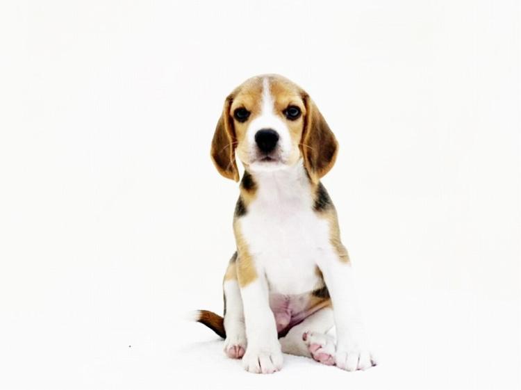 animal_image