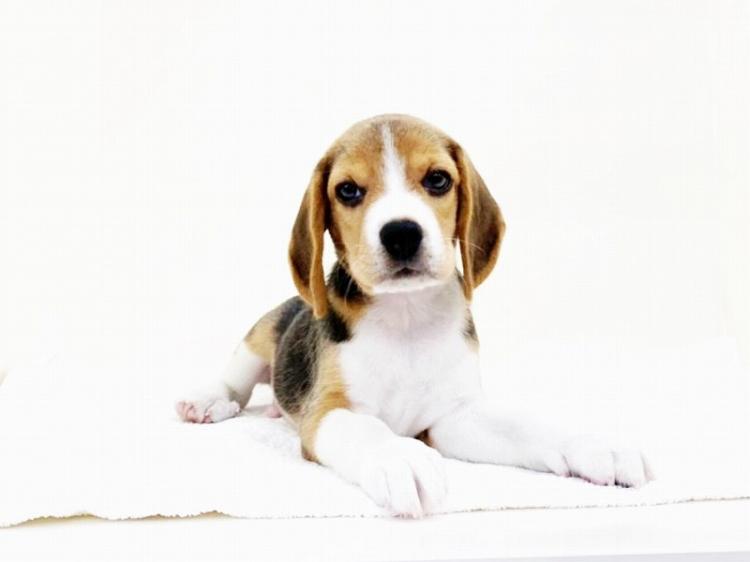 animal_image