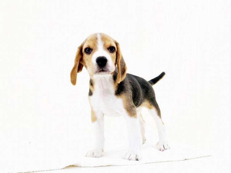 animal_image
