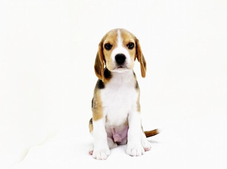 animal_image