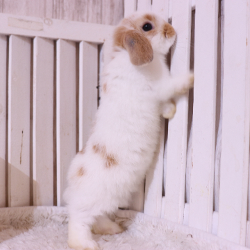animal_image