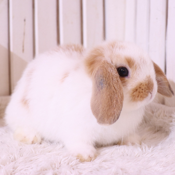 animal_image
