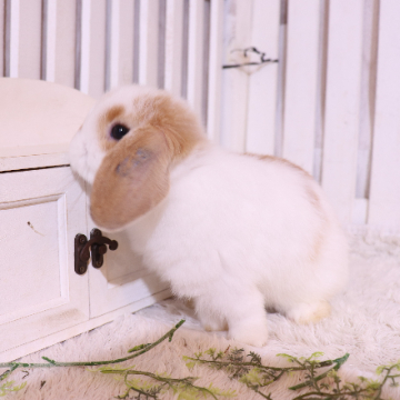 animal_image