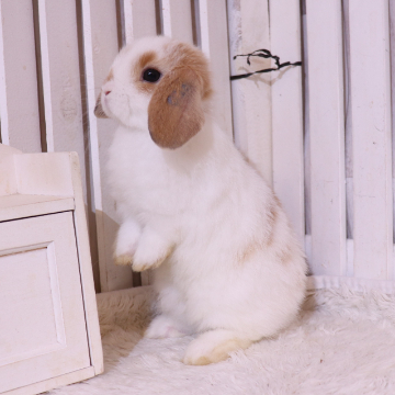 animal_image