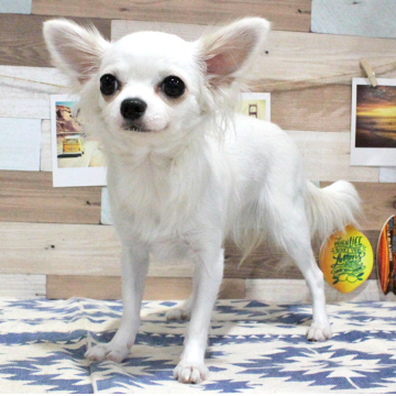 animal_image