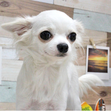 animal_image