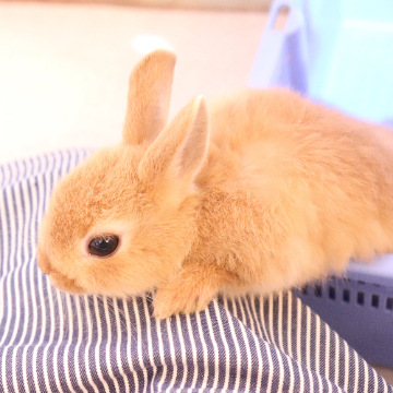 animal_image