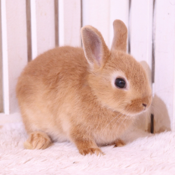 animal_image