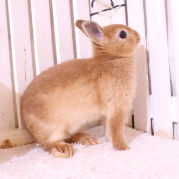animal_image
