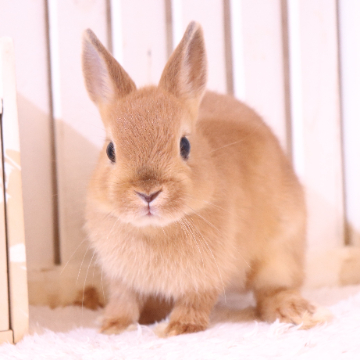 animal_image