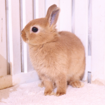 animal_image
