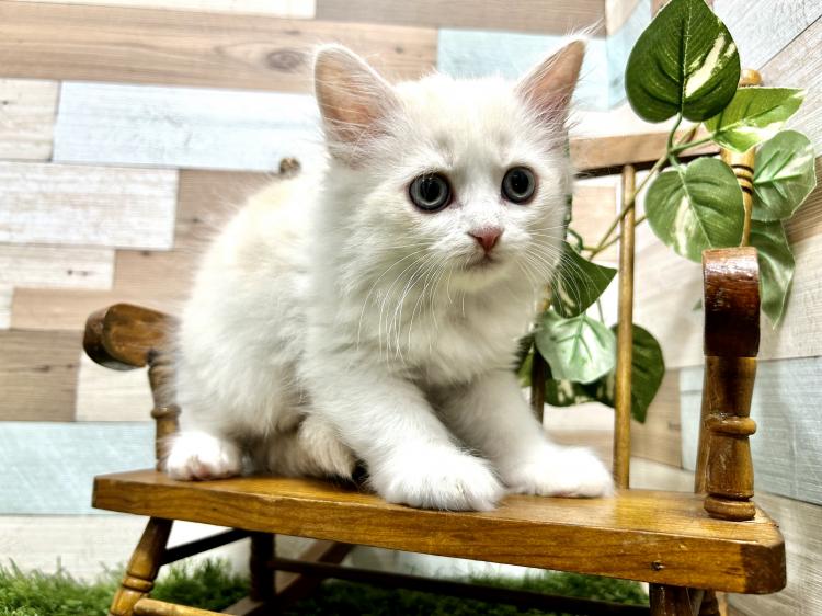 animal_image